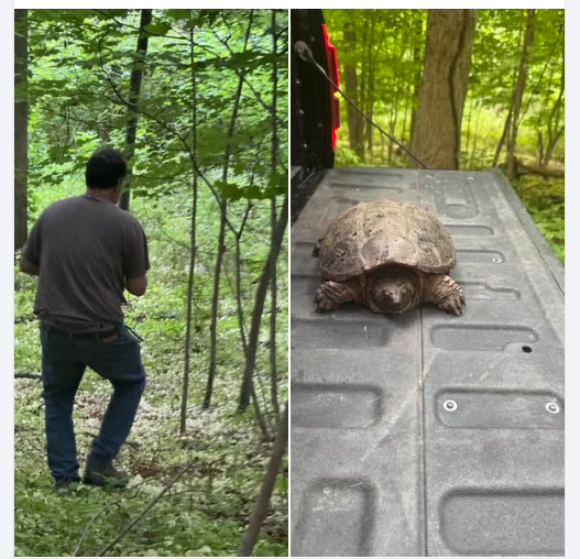 Tortuga WP news