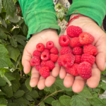 ¡AGRO BUSINESS BOOST! 4 REASONS WHY LOS FRUTOS ROJOS ARE THE NEXT BIG OPPORTUNITY EN EL PERÚ