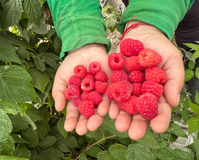 frutos rojos del perú 4