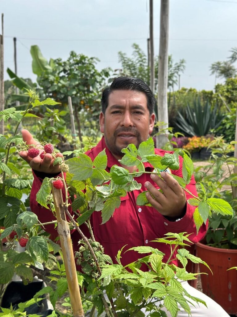 ¡AGRO BUSINESS BOOST! 4 REASONS WHY LOS FRUTOS ROJOS ARE THE NEXT BIG OPPORTUNITY EN EL PERÚ frutos rojos del perú 5