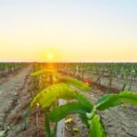 ¡AGRICULTURA INTELIGENTE EN PERÚ! DESCUBRE CÓMO INVERTIR EN EL AGRO SIN EXPERIENCIA PREVIA CON MODELOS ESTRUCTURADOS